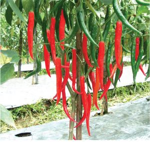 The south Jakarta government trains citizen to cultivate chilli