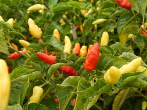 There are much things to be noticed in cultivating Chilli