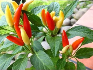 How to plant chillies easily in the home
