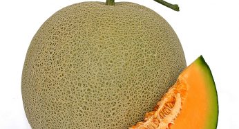 Tips Memilih Benih Melon yang Benar