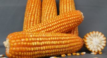 Cultivation of Feed Corn for maximum results