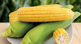How to Plant Sweet Corn for Big Fruits and Fertilization