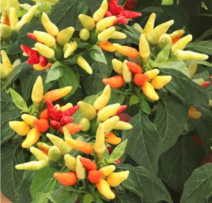 Cultivating Chili on the rooftop