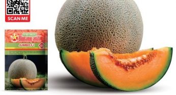 How to Take Care of Melon Plants in the Rainy Season