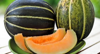 A Complete Guide: The best way to plant cantaloupe