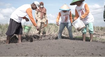 Rice Seeding, is a method in which rice seeds are sown