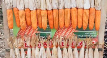 Kelebihan Jagung Hibrida
