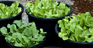 3 Easy Tips for Successful Container Gardening