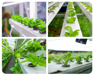 How does hydroponics gardening work