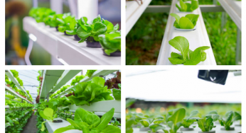 How does hydroponics gardening work