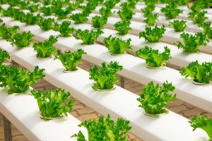 How does hydroponics gardening work