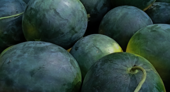 10 Best Watermelon Seed Types in Indonesia