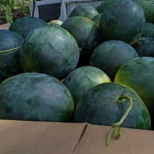 10 Best Watermelon Seed Types in Indonesia