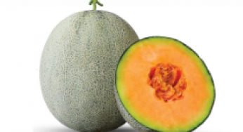 13 Types of the Best Melon Seeds in Indonesia