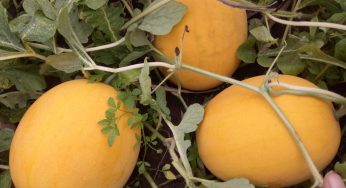 Advantages of Watermelon Cultivation in Indonesia