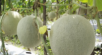 5 Advantages of melon cultivation in indonesia