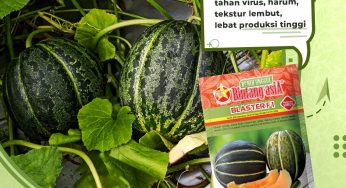 How to Cultivate Cantaloupe Fruit