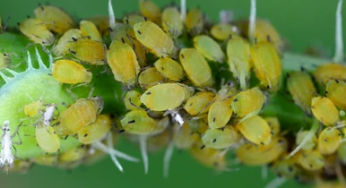 Types of melon plant pests