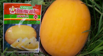 5 golden watermelon benefits