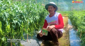 The Success Story of Mr. Mujiono in Jember: A Great Chili Farmer Who Could Afford a Car