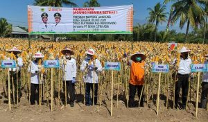 Petani Makmur dengan Benih Jagung Super merk Bintang asiA 