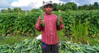 Benefits of Cucumber in Agriculture
