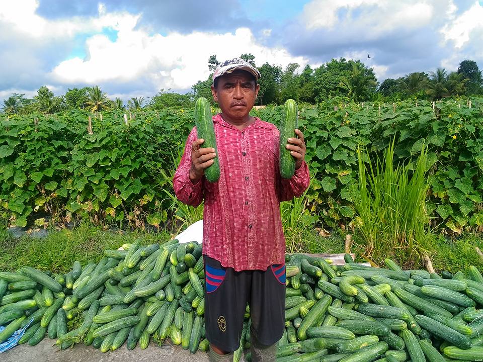 Benefits of Cucumber in Agriculture