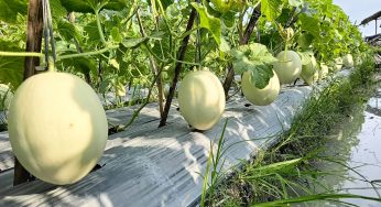 Complete Guide to Cultivating Melons from Seed to Harvest for Beginners