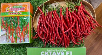 Fun Facts about Curly Chili, the Spicy Favorite of Indonesian Cuisine
