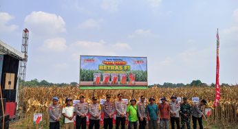 Panduan Lengkap Memilih Benih Jagung Hibrida Berkualitas Tinggi